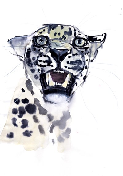 Gruñido incisivo (Leopardo árabe), 2008 de Mark Adlington