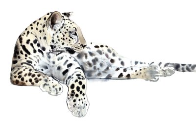 Largo (Leopardo Árabe), 2015 de Mark Adlington