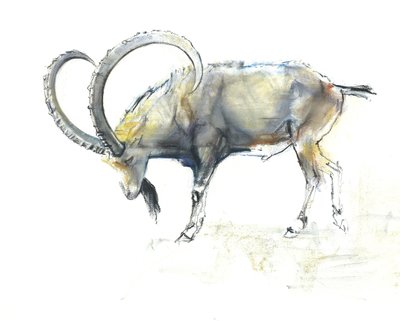 Íbice Nubio, 2008 de Mark Adlington