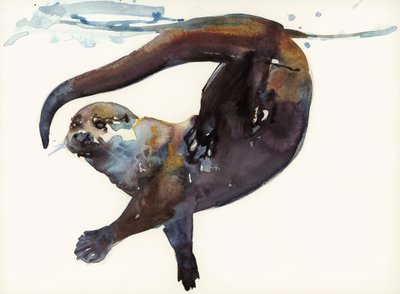 Estudio de nutria II - 