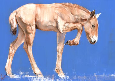 Potro de Przewalski, 2012 de Mark Adlington