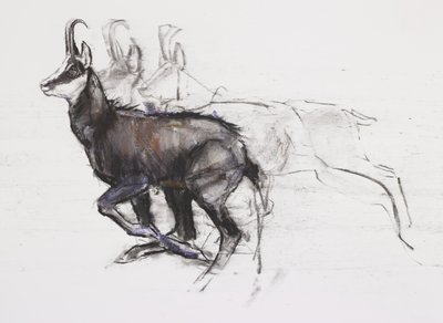 Gamuza corriendo de Mark Adlington