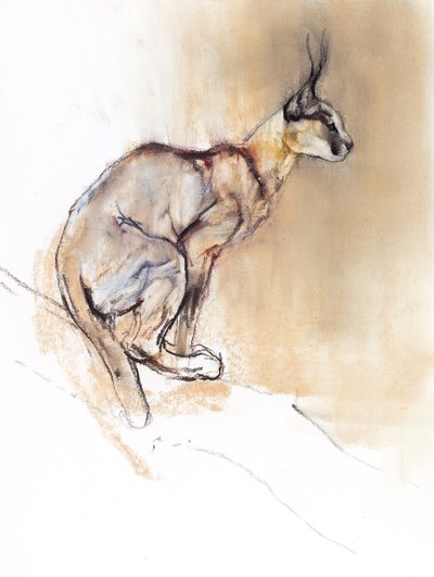 Caracal Sentado, 2009 de Mark Adlington