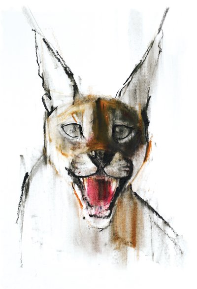Gruñido (Caracal Árabe), 2009 de Mark Adlington