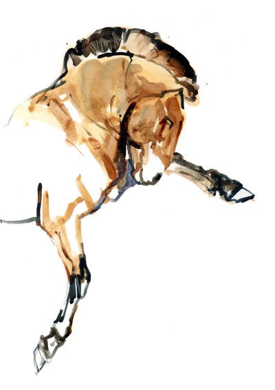 Semental (Przewalski) de Mark Adlington