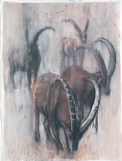 Stambecchi en verano de Mark Adlington