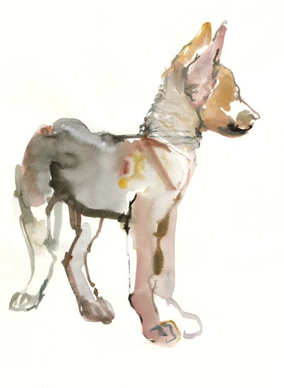 Waggle (Cachorro de lobo árabe), 2011 de Mark Adlington