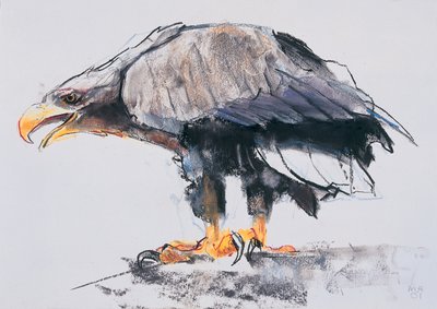 Águila marina de cola blanca, 2001 (carboncillo y conté sobre papel) de Mark Adlington