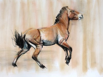 Joven semental (Przewalski), 2014 de Mark Adlington