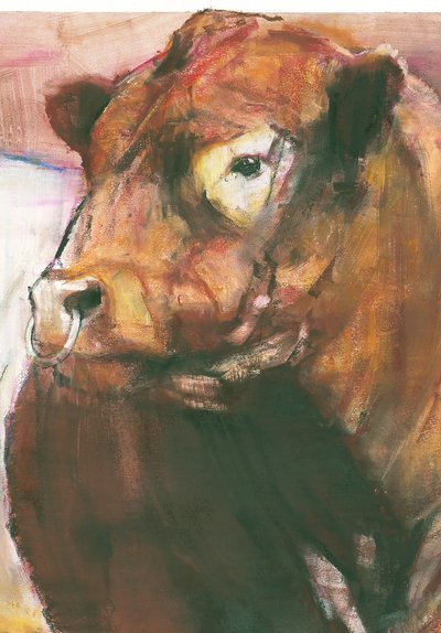 Zeus, toro de Galloway con cinturón rojo, 2006 (detalle) de Mark Adlington
