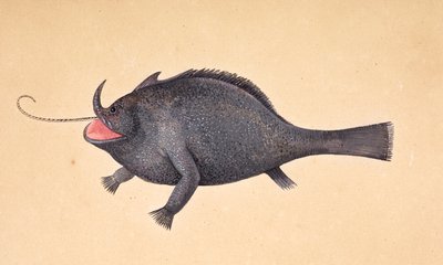 Un pez. de Mark Catesby