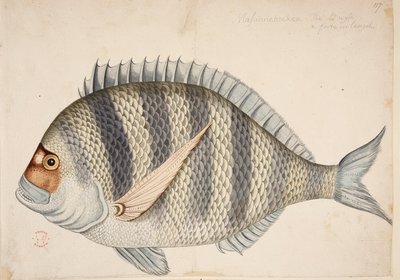 Un pez. de Mark Catesby