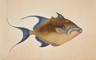 Un pez. de Mark Catesby