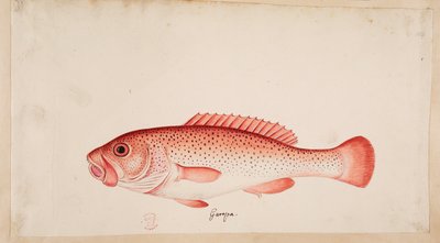 Un pez. de Mark Catesby