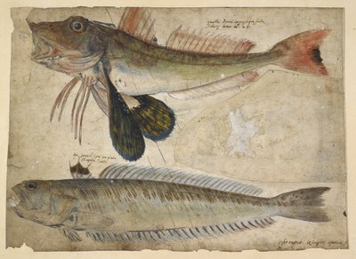 Agregar. 5267, f.144 Dibujos de dos peces, de un 
