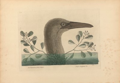 An Thymelaea foliis obtusis; Anseri Bassano &c: The Great Booby, Lámina 86 de la 