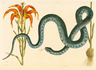 Anguis, la serpiente Wampum, lámina 58, vol. 1 de 
