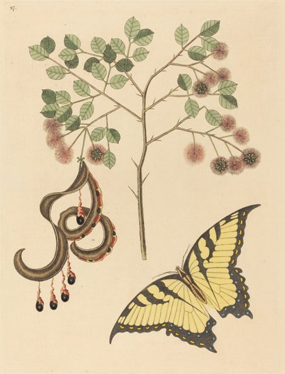 Garra de gato Mimosa circinalis de Mark Catesby