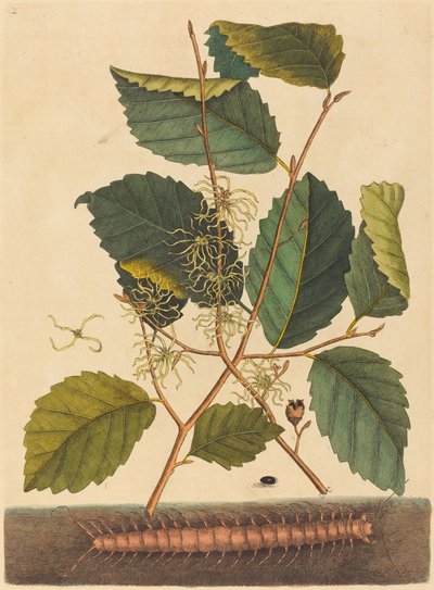 Ciempiés (Scolopendra morsitans) de Mark Catesby