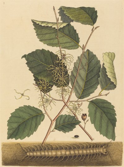 Ciempiés Scolopendra morsitans, publicado 1731-1743 de Mark Catesby