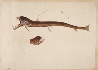 Chauliodus sloanei. Una criatura parecida a una anguila. de Mark Catesby