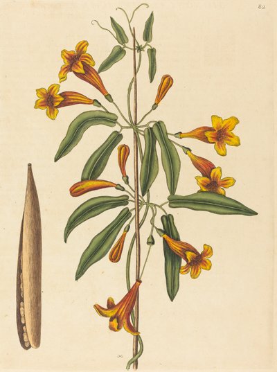 Bignonia capreolata de Mark Catesby