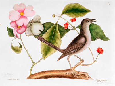 Cornejo: Cornus florida, y Sinsontle de la Historia Natural de Carolina (1730-48) de Mark Catesby