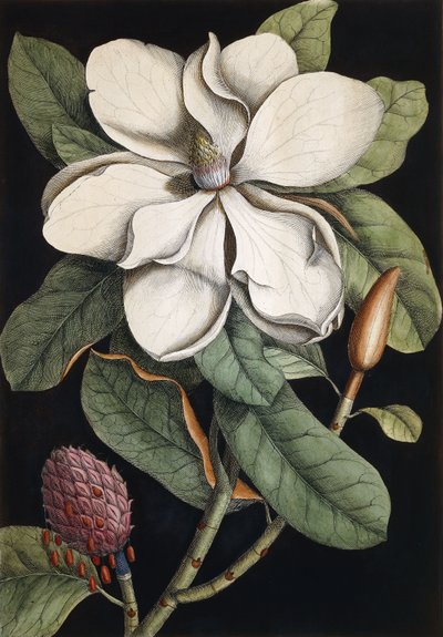 Árbol de laurel, 1731-1743 de Mark Catesby