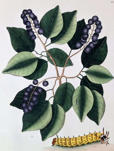 Ciruela de paloma y una gran oruga cornuda de Mark Catesby