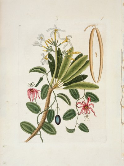 Plumeria obtusa L. Frangipani de Singapur de Mark Catesby