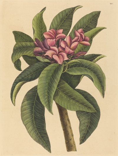 Frangipani rojo Plumeria rubra, publicado 1731-1743 de Mark Catesby