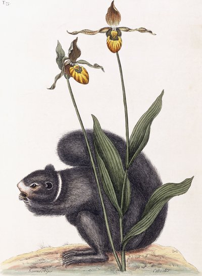 Sciurnus Niger de Mark Catesby