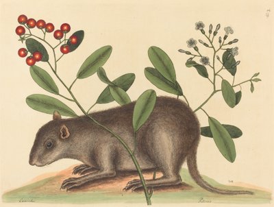 El Bahama Coney Mus Monax, publicado en 1754 de Mark Catesby