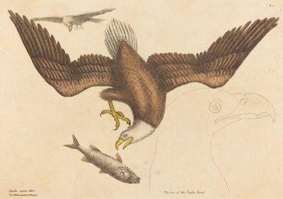 El águila calva Falco leucocephalus, publicado 1731-1743 de Mark Catesby