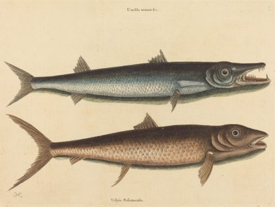 La Barracuda Esox barracuda de Mark Catesby