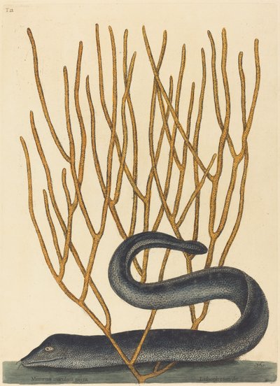 La morena negra de Mark Catesby