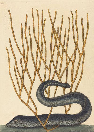 La murena negra Muraenae helenae varietas, publicada 1754 de Mark Catesby