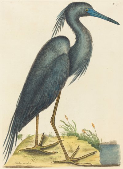 La garza azul Ardea coerulea, publicado 1731-1743 de Mark Catesby