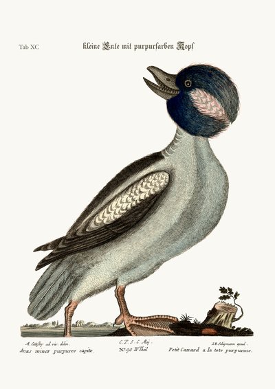 El pato de cabeza de búfalo, 1749-73 de Mark Catesby