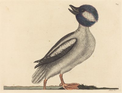 El pato de cabeza de búfalo Anas bucephala, publicado 1731-1743 de Mark Catesby