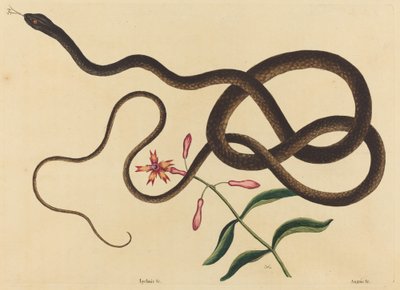 La Serpiente Látigo (Coluber flagellum) de Mark Catesby