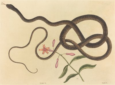 La serpiente látigo Coluber flagellum, publicada 1731-1743 de Mark Catesby