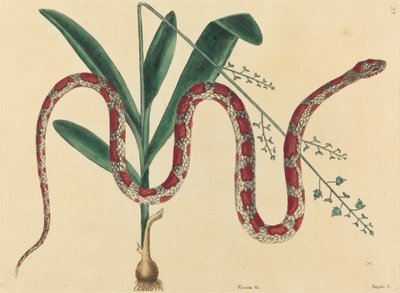 La serpiente de maíz Coluber fulvius, publicada 1731-1743. de Mark Catesby