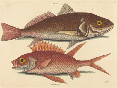 El Croker Perca undulata de Mark Catesby