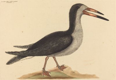 El Cutwater Rhynchops nigra, publicado 1731-1743 de Mark Catesby