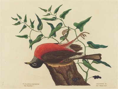 El zorzal de Carolina Turdus migratorius, publicado 1731-1743 de Mark Catesby