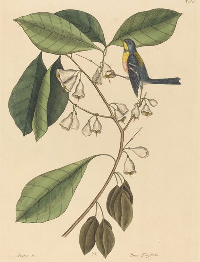 El trepador de pinzones Parus americanus, publicado 1731-1743 de Mark Catesby