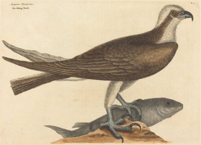 El halcón pescador Falco haliaetus de Mark Catesby