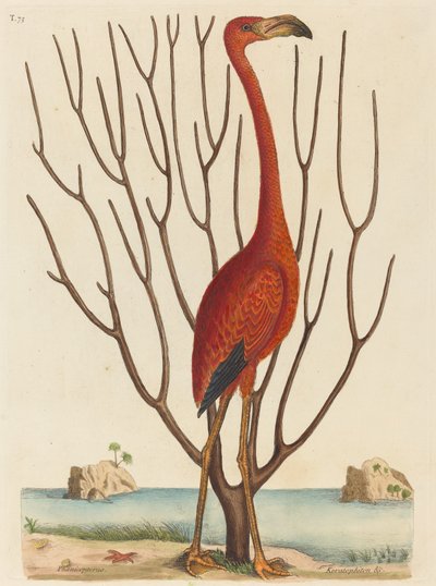 El Flamenco Phoenicopterus ruber, publicado 1731-1743 de Mark Catesby