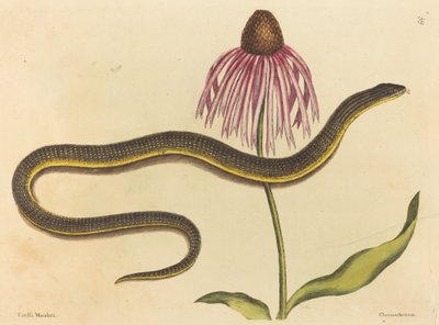 La Serpiente de Cristal de Mark Catesby